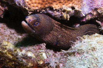 Moray